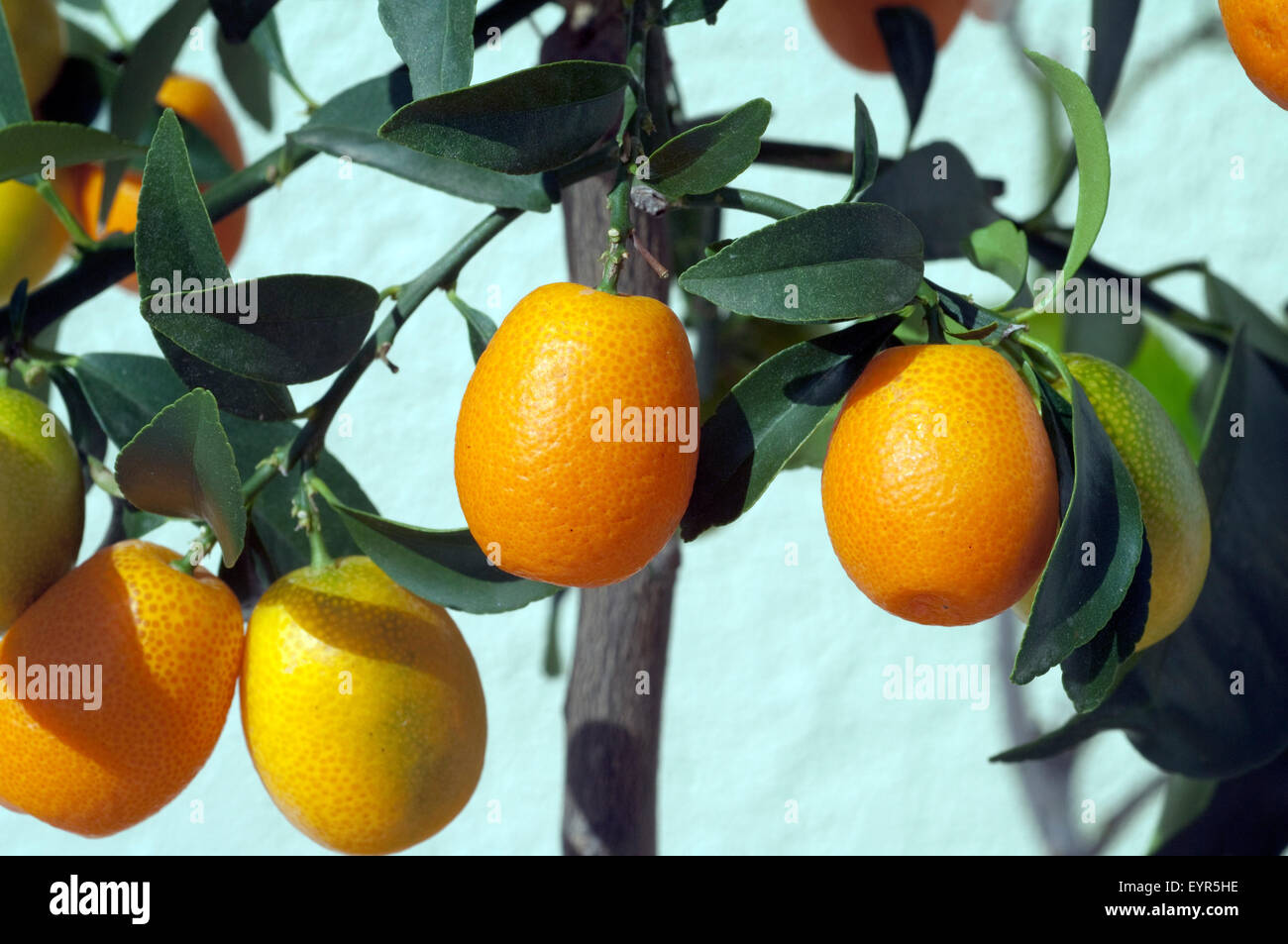 Kumquats; Fortunella; Citrus; Stock Photo