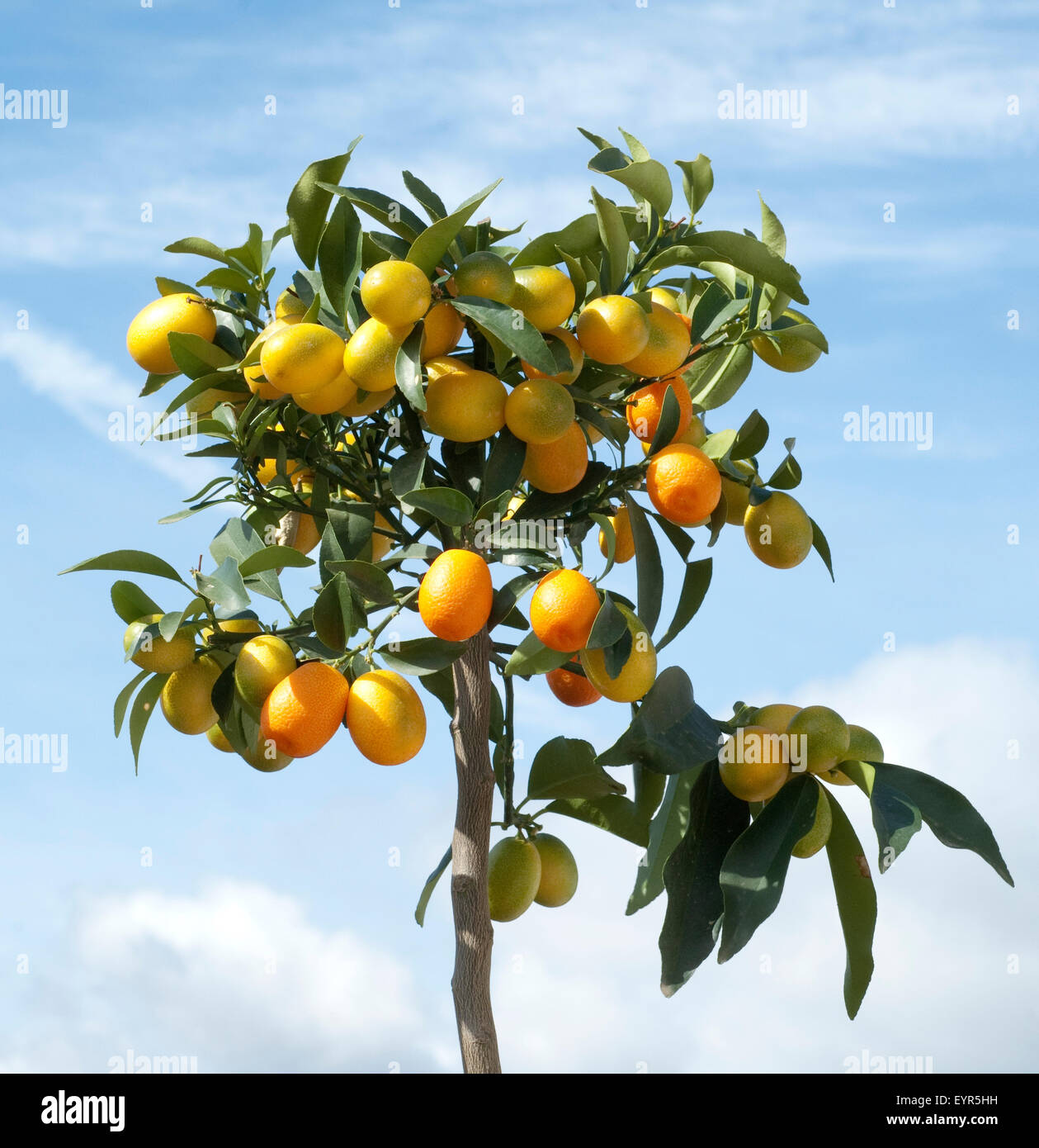 Kumquats; Fortunella; Citrus; Stock Photo