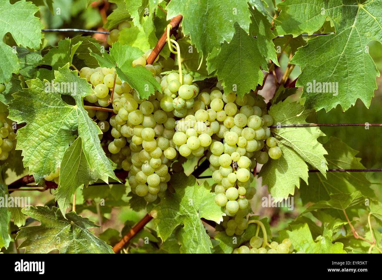 Mueller Thurgau, Weisse Weintrauben, Wein, Weinpflanzen, Reben, Fruechte, Beeren, Obst, Stock Photo