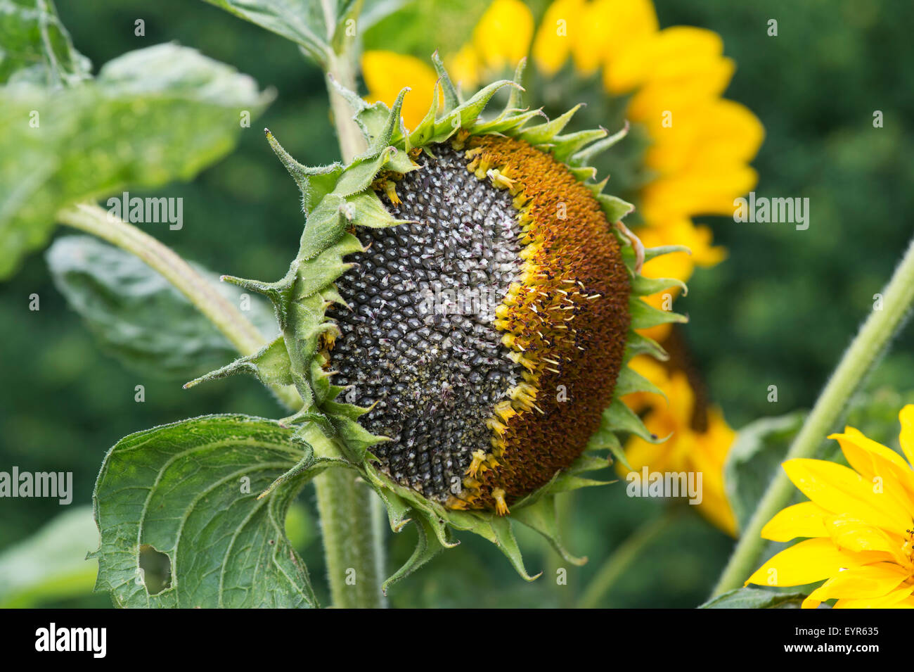 Helianthus annuus. Sunflower going to seed Stock Photo