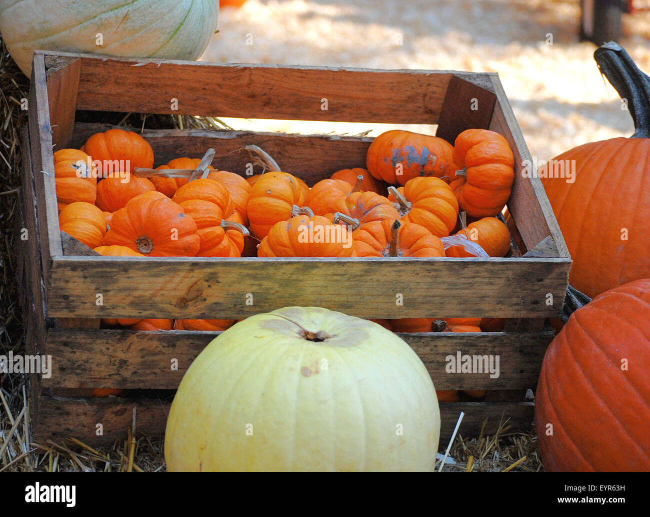 Mini pumpkins in a wooden crate Stock Photo - Alamy