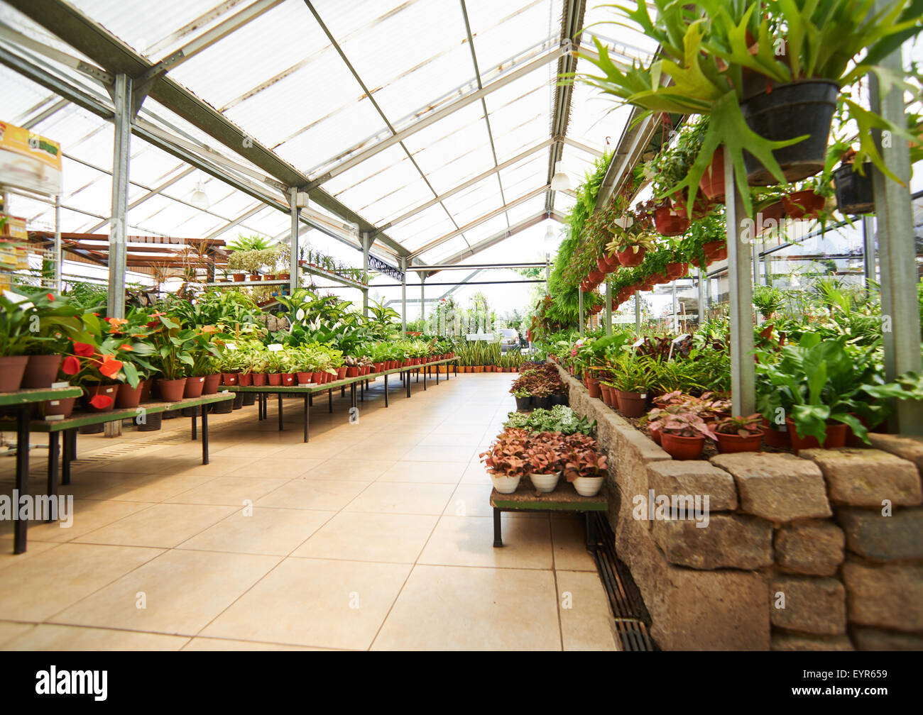 Empty way through greenhouse with many green plants in a garden center Stock Photo