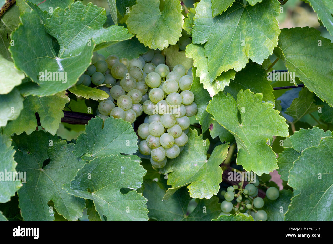 Silvaner, Gruener, Wein, Weinpflanzen, Reben, Fruechte, Beeren, Obst Stock  Photo - Alamy