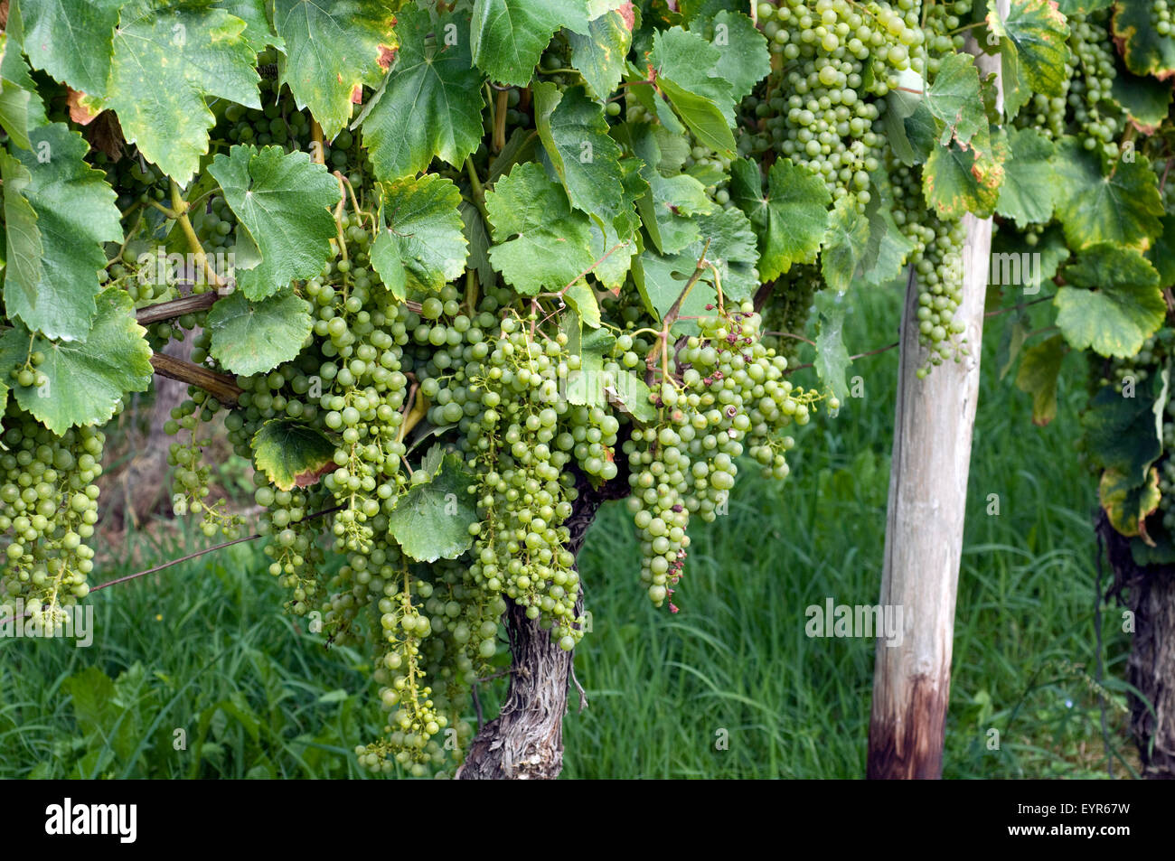 H‡rslevelŸ, Tokaji, H‡rslevelue, Wein, Weinpflanzen, Reben, Fruechte, Beeren, Obst,  - Stock Photo
