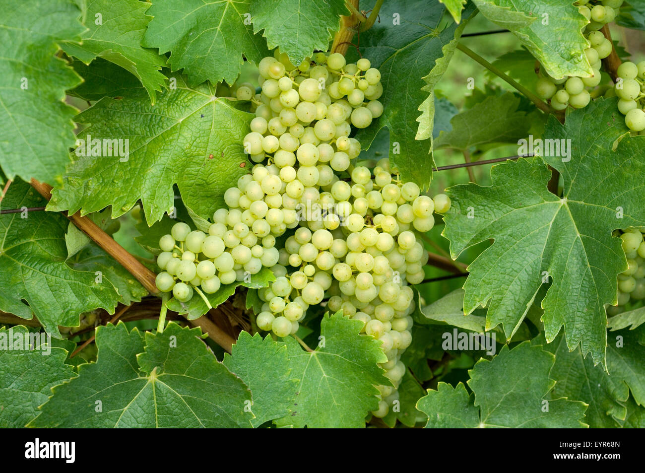 Trebbiano Toscano; Weisse Weintrauben, Wein, Weinpflanzen, Reben, Fruechte, Beeren, Obst, Stock Photo