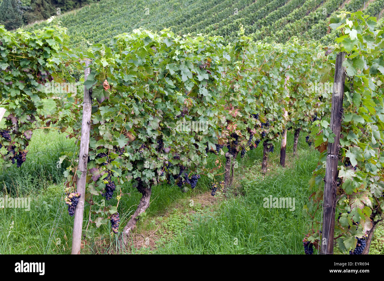 Weinberg, Barbera rossa, Wein, Weinpflanzen, Reben, Fruechte, Beeren, Obst, Stock Photo