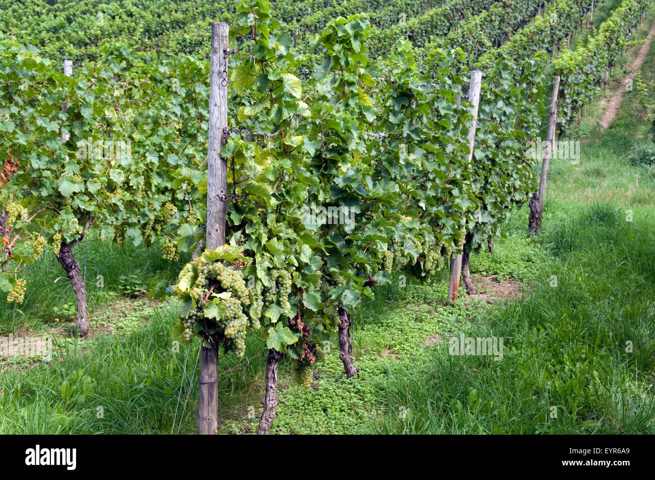 Weinberg, Weisser Raeuschling, Wein, Weinpflanzen, Reben, Fruechte, Beeren, Obst,  - Stock Photo