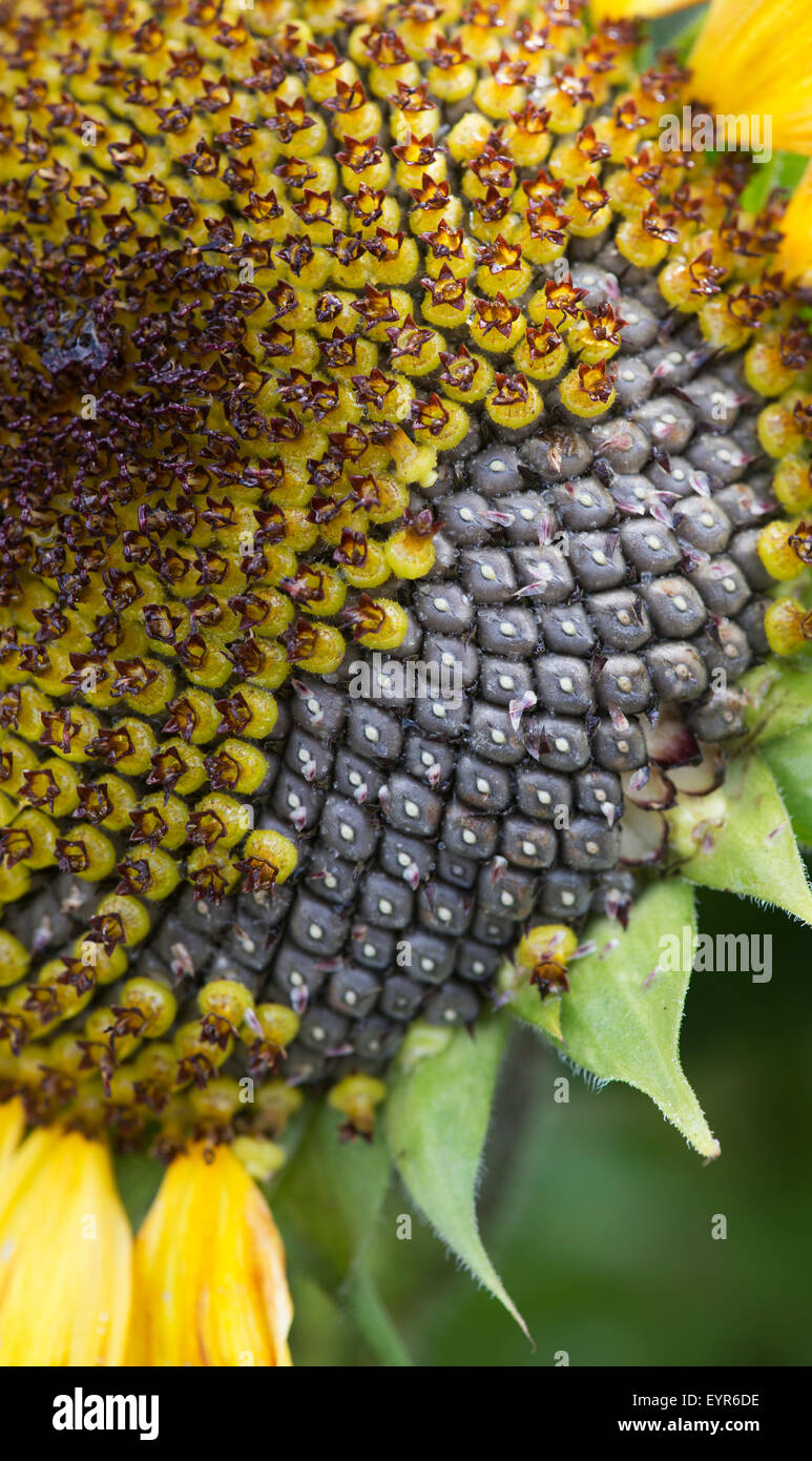 Helianthus annuus. Sunflower going to seed Stock Photo