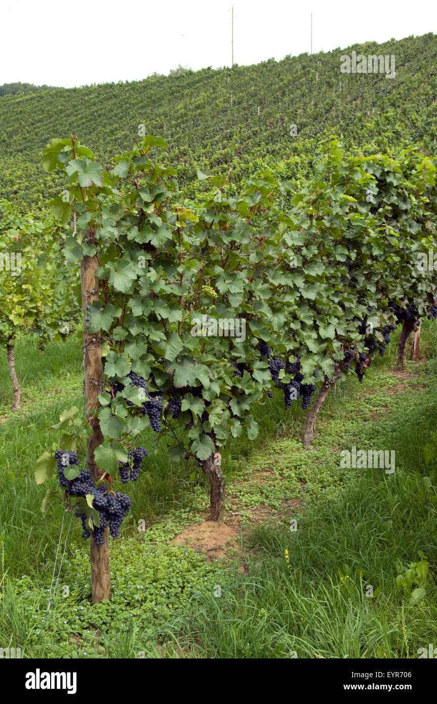 Weinberg, Zweigeltrebe, Wein, Weinpflanzen, Reben, Fruechte, Beeren, Obst, Stock Photo