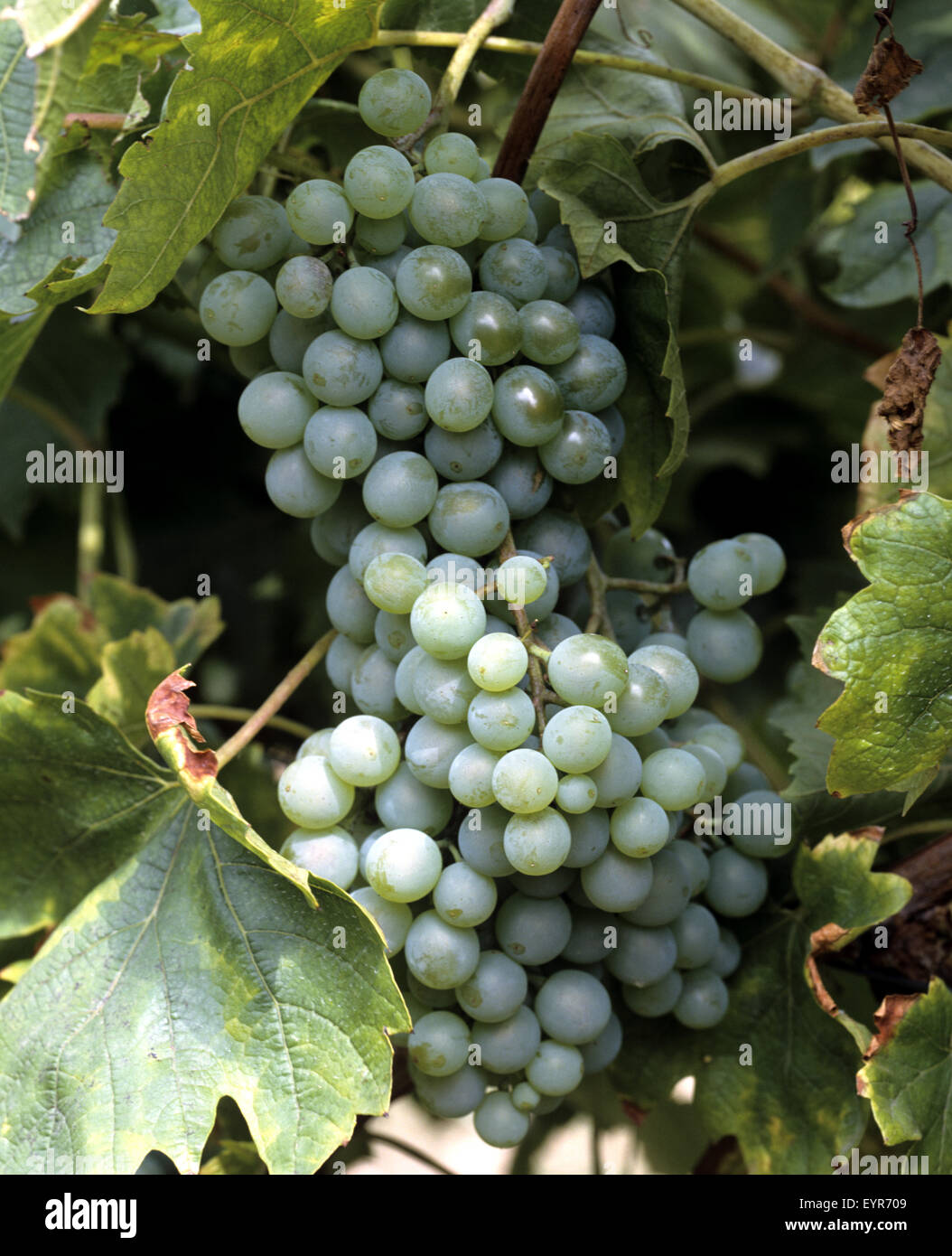 Weintrauben, Bella Blanca, Wein, Weinpflanzen, Reben, Fruechte, Beeren, Obst, Stock Photo
