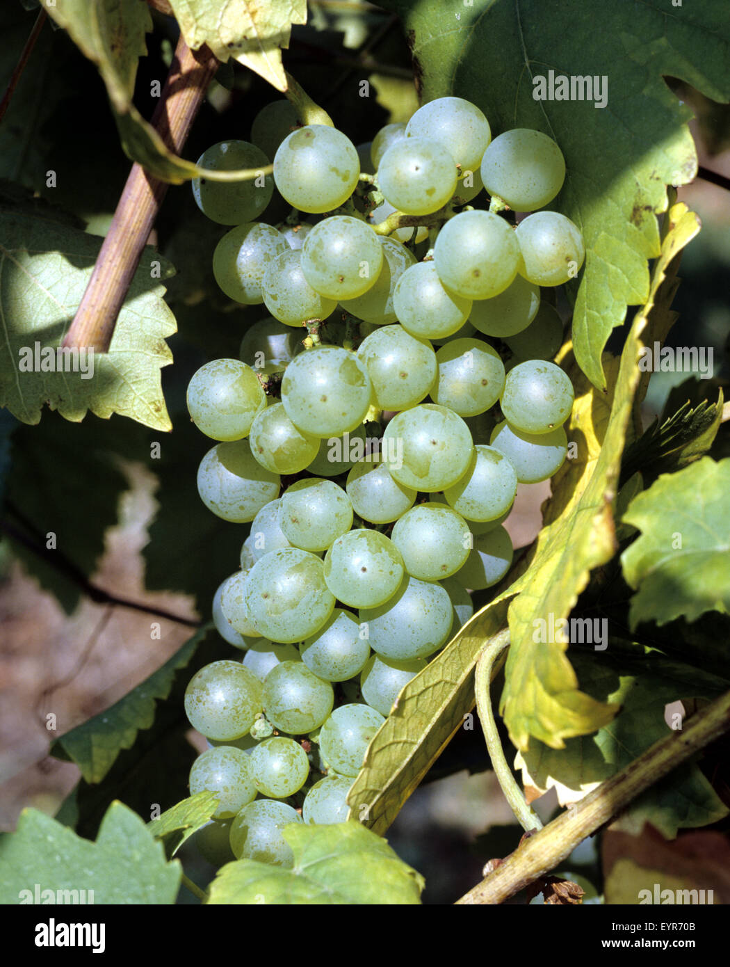 Weintrauben, Fendant, Wein, Weinpflanzen, Reben, Fruechte, Beeren, Obst, Stock Photo