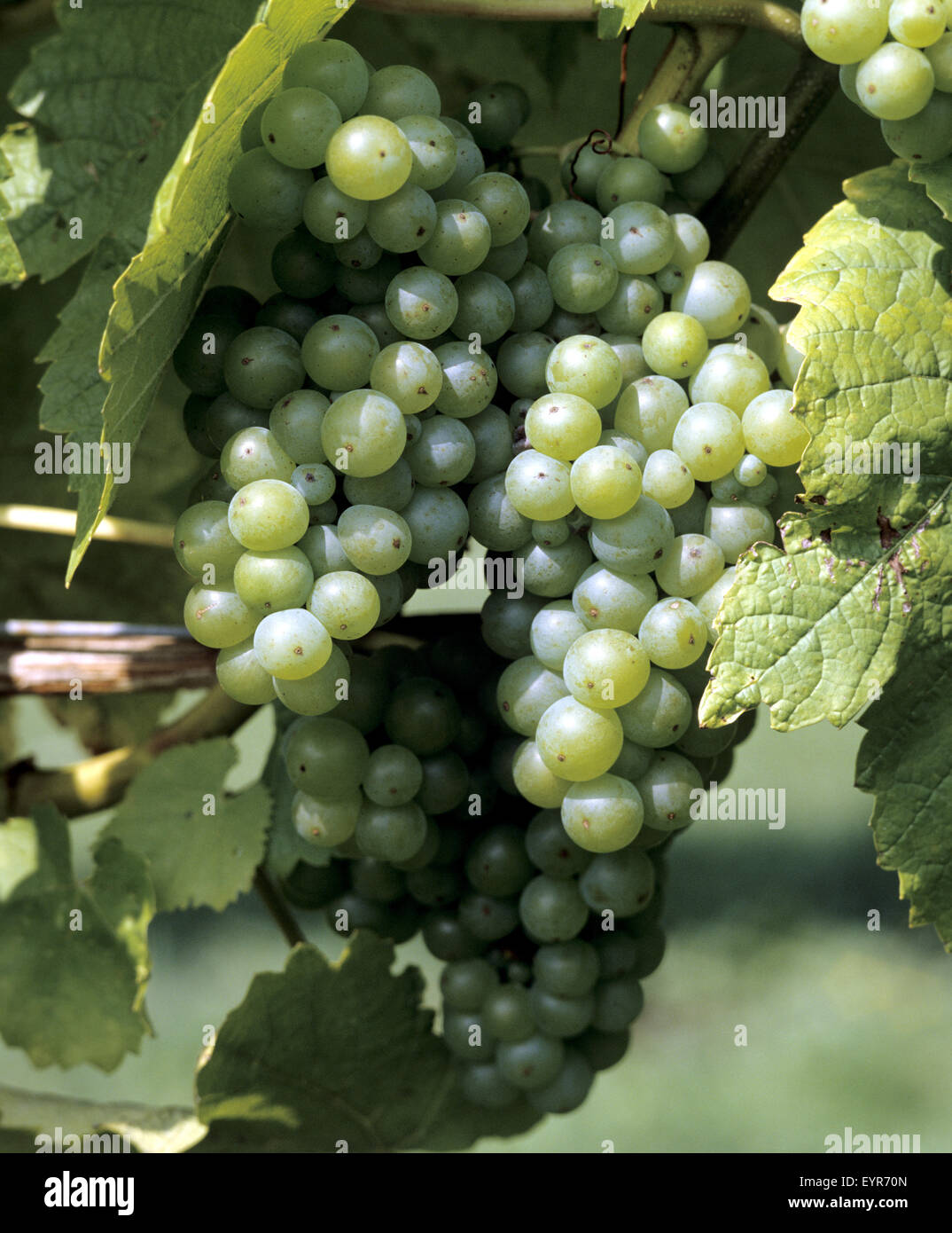 Weintrauben, Mario Muskat ,Wein, Weinpflanzen, Reben, Fruechte, Beeren, Obst, Stock Photo