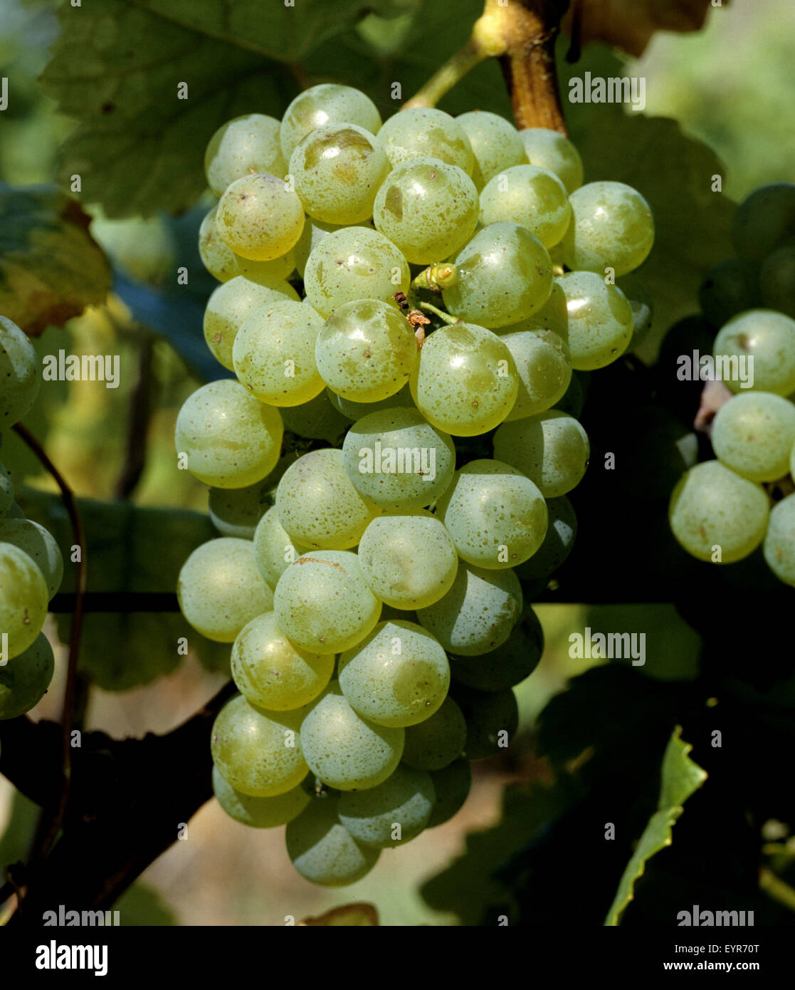 Weintrauben, Silvaner, Gruener, Wein, Weinpflanzen, Reben, Fruechte, Beeren, Obst,  - Stock Photo