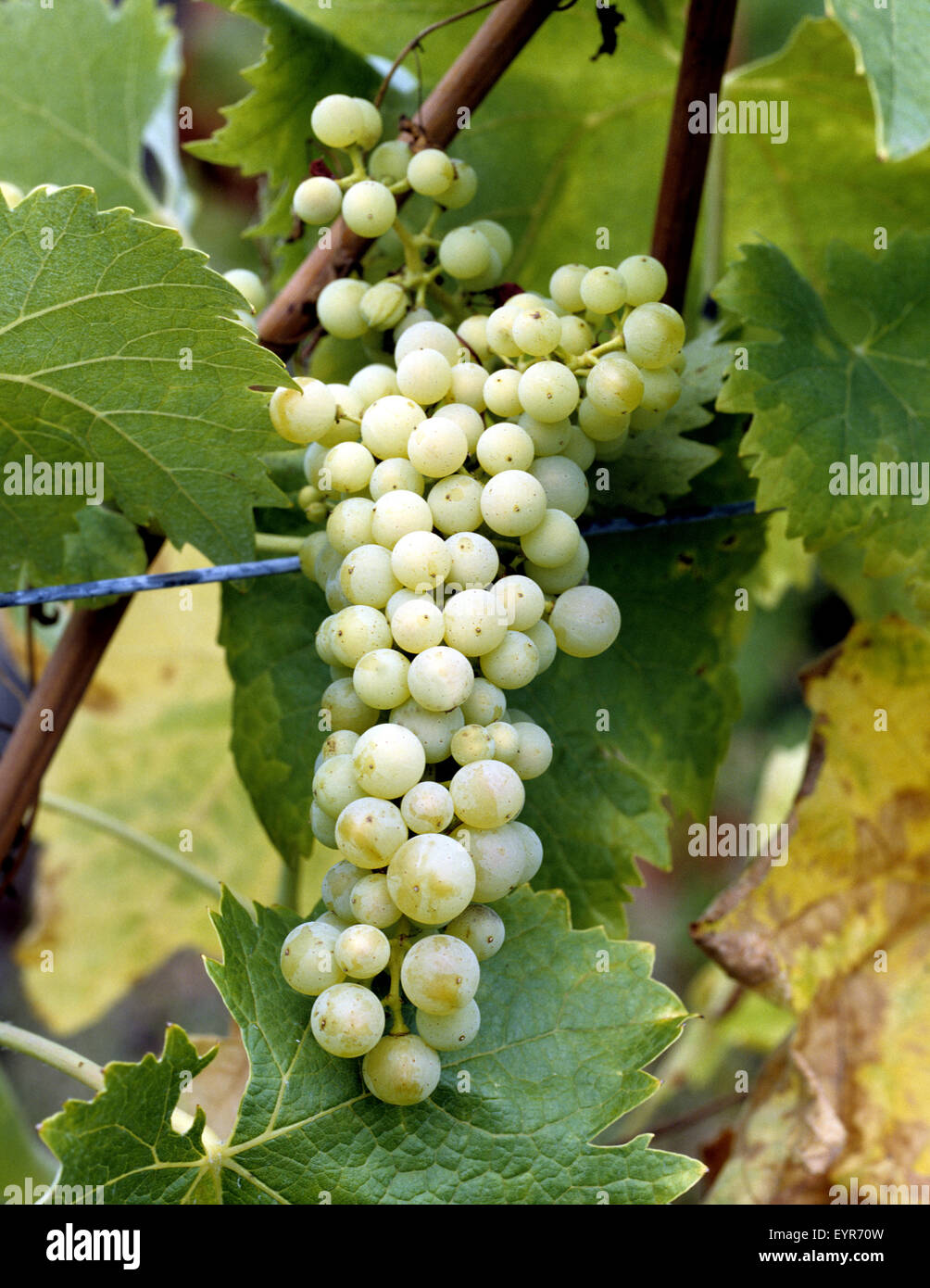 Weintrauben, Trebbiano Toscano, Wein, Weinpflanzen, Reben, Fruechte, Beeren, Obst, Stock Photo