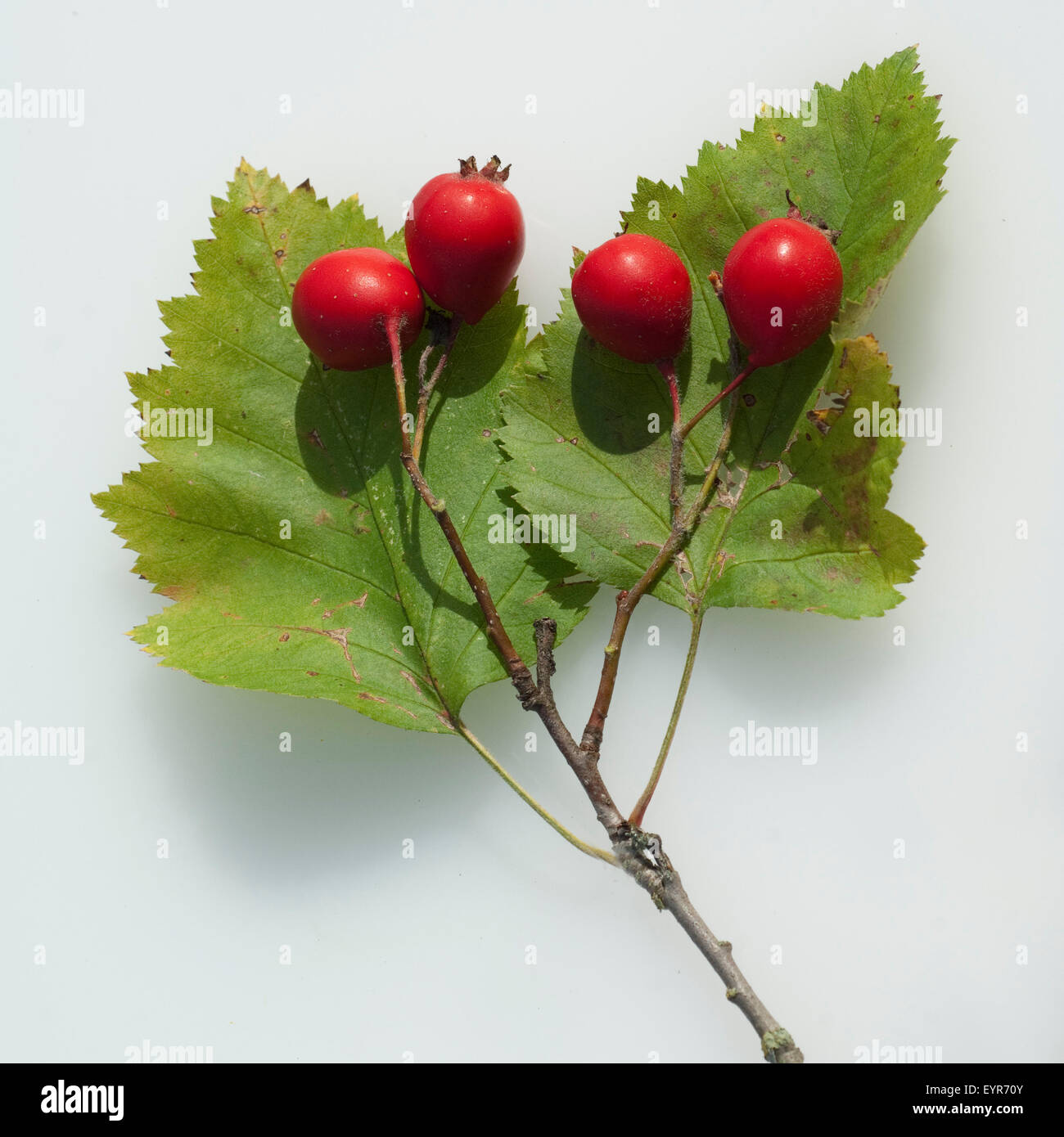 Weissdornbeeren, Weissdorn, Crataegus, Stock Photo