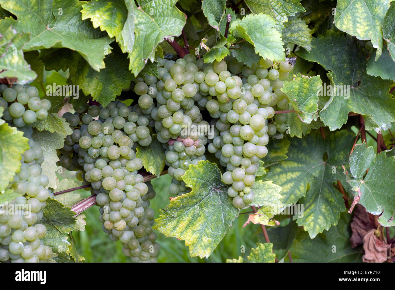 Weisser Raeuschling, Wein, Weinpflanzen, Reben, Fruechte, Beeren, Obst, Stock Photo
