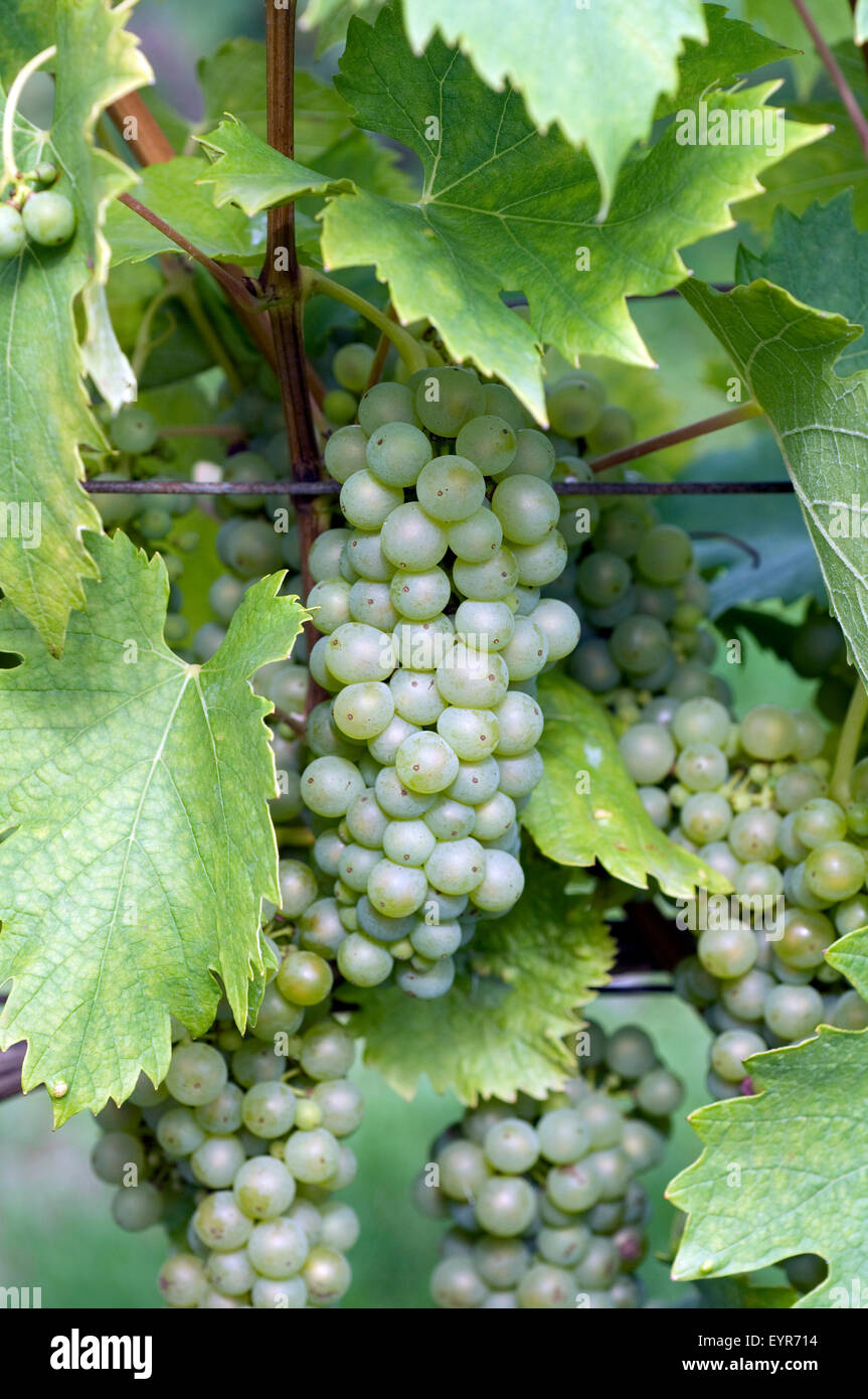 Welschriesling, Weisser Riesling, Wein, Weinpflanzen, Reben, Fruechte, Beeren, Obst,  - Stock Photo