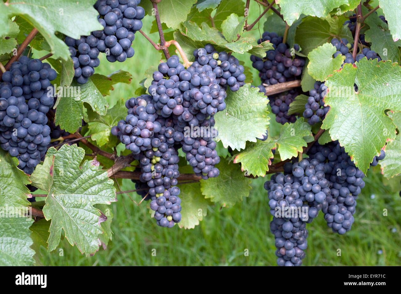 Zweigeltrebe, Blauer Zweigelt, Wein, Weinpflanzen, Reben, Fruechte, Beeren, Obst,  - Stock Photo