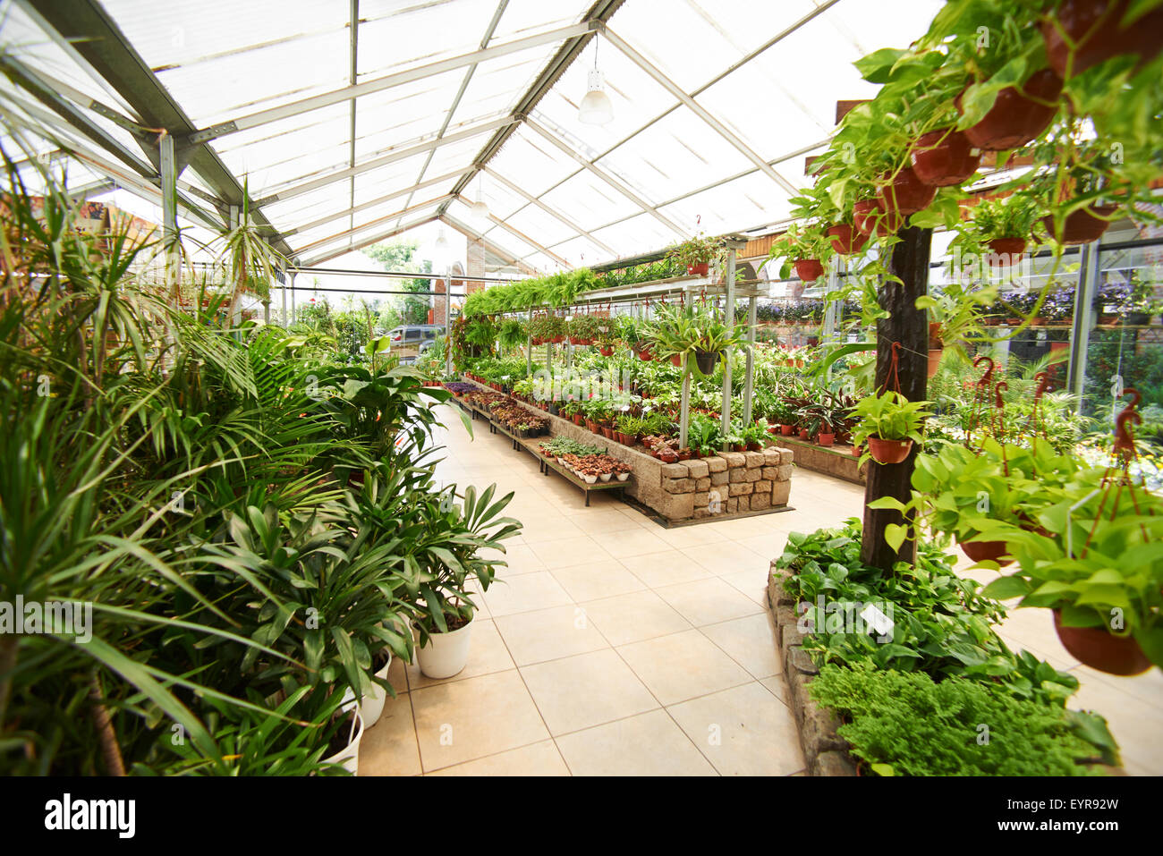 Greenhouse in nursery shop with many green plants Stock Photo Alamy