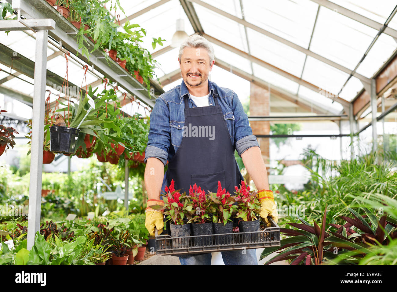 Happy gardener in a nursery shop carrying a crate of flowers (celosia ...