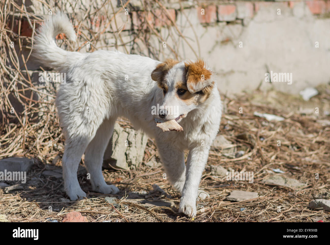 Cute Stray Puppies