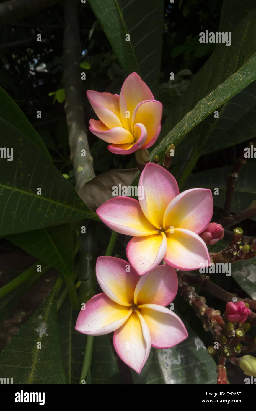 Mauritius. Frangipani flowers. Stock Photo