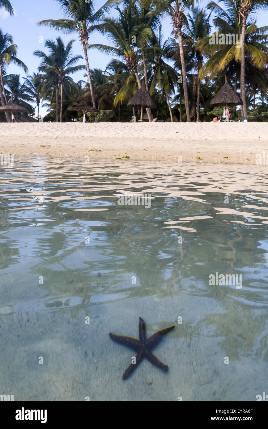 Flic en Flac, Mauritius. sea star under transparent water on beach with palm trees. Stock Photo