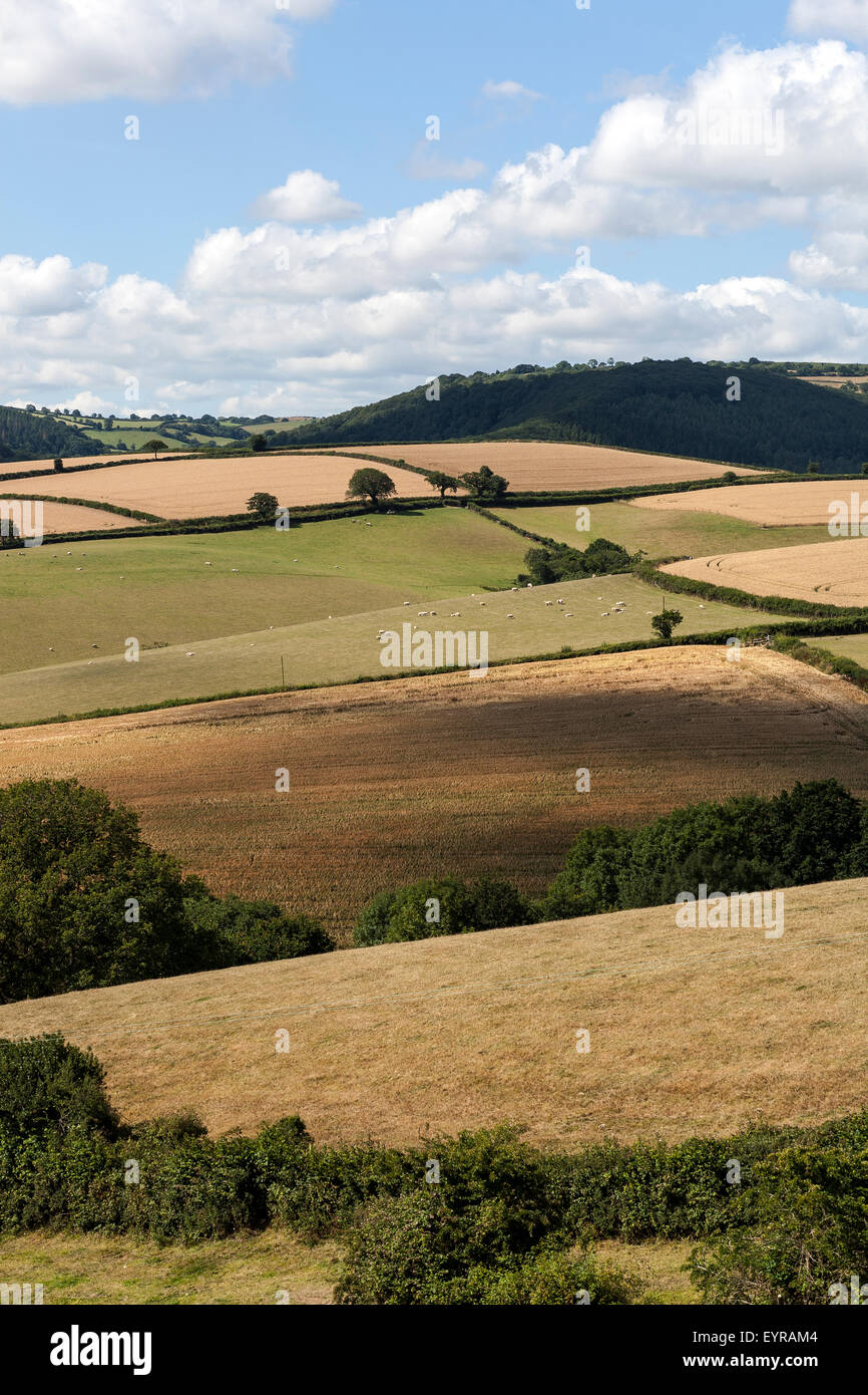 teign valley, Dunsford,Devon,farming,english, uk, rolling, devon, farm, south, england, hill, tree, agriculture, field,.oak. Stock Photo