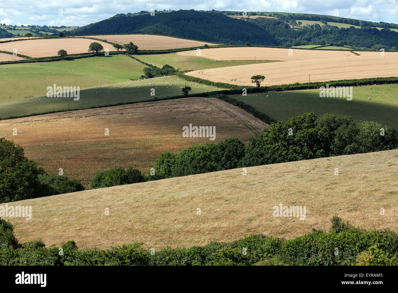 teign valley, Dunsford,Devon,farming,english, uk, rolling, devon, farm, south, england, hill, tree, agriculture, field, crop, so Stock Photo