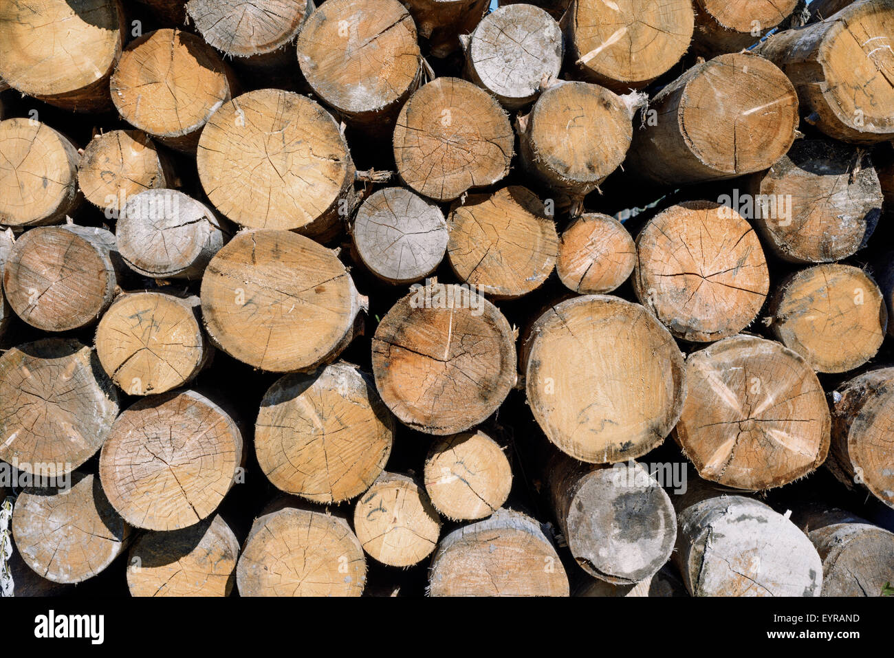 Backgrounds and textures: stack of wood, timber industry or nature abstract background Stock Photo