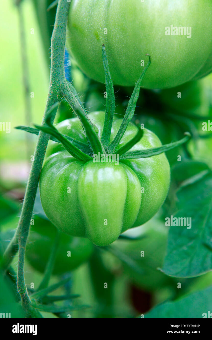 Green tomatoes growing on the vine Stock Photo - Alamy