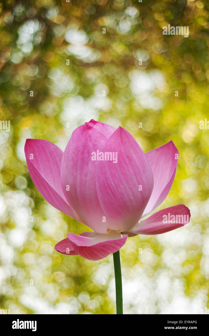 Pink lotus flower on spring background Stock Photo