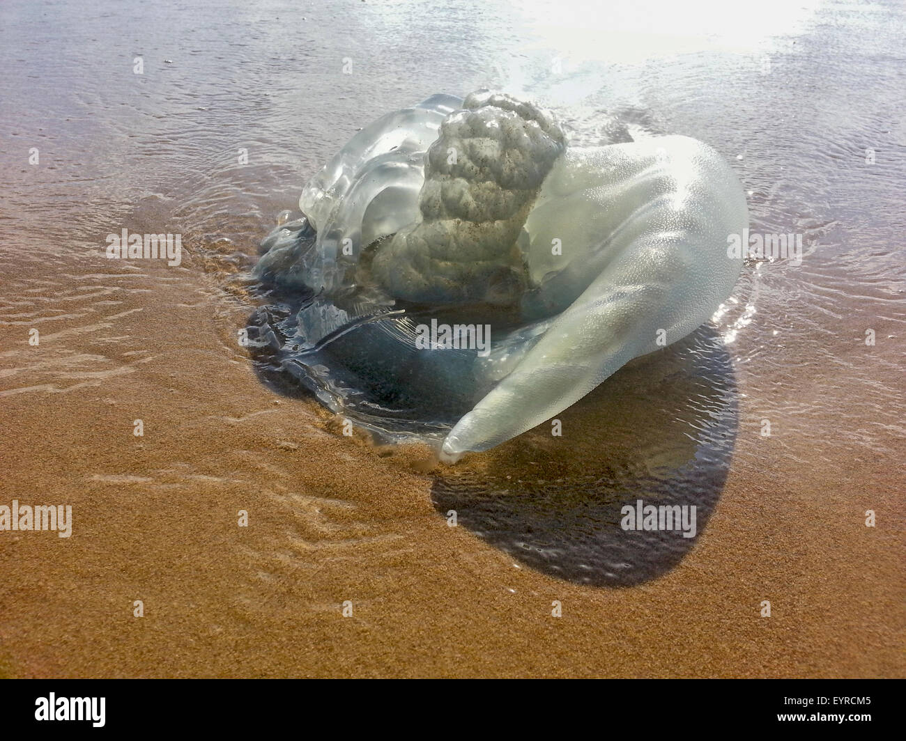 Jellyfish on the beach Stock Photo