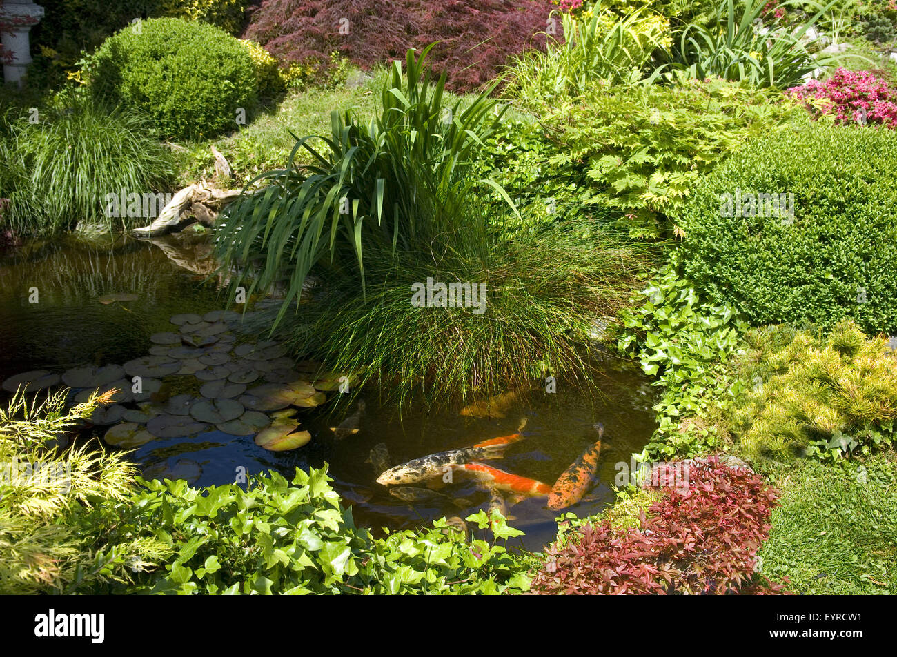 Gartenteich; Koi; japanischer, Garten; Stock Photo