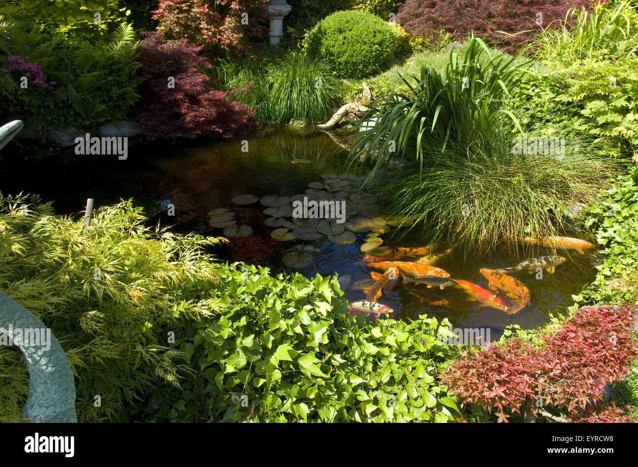Gartenteich; Koi; japanischer, Garten; Stock Photo