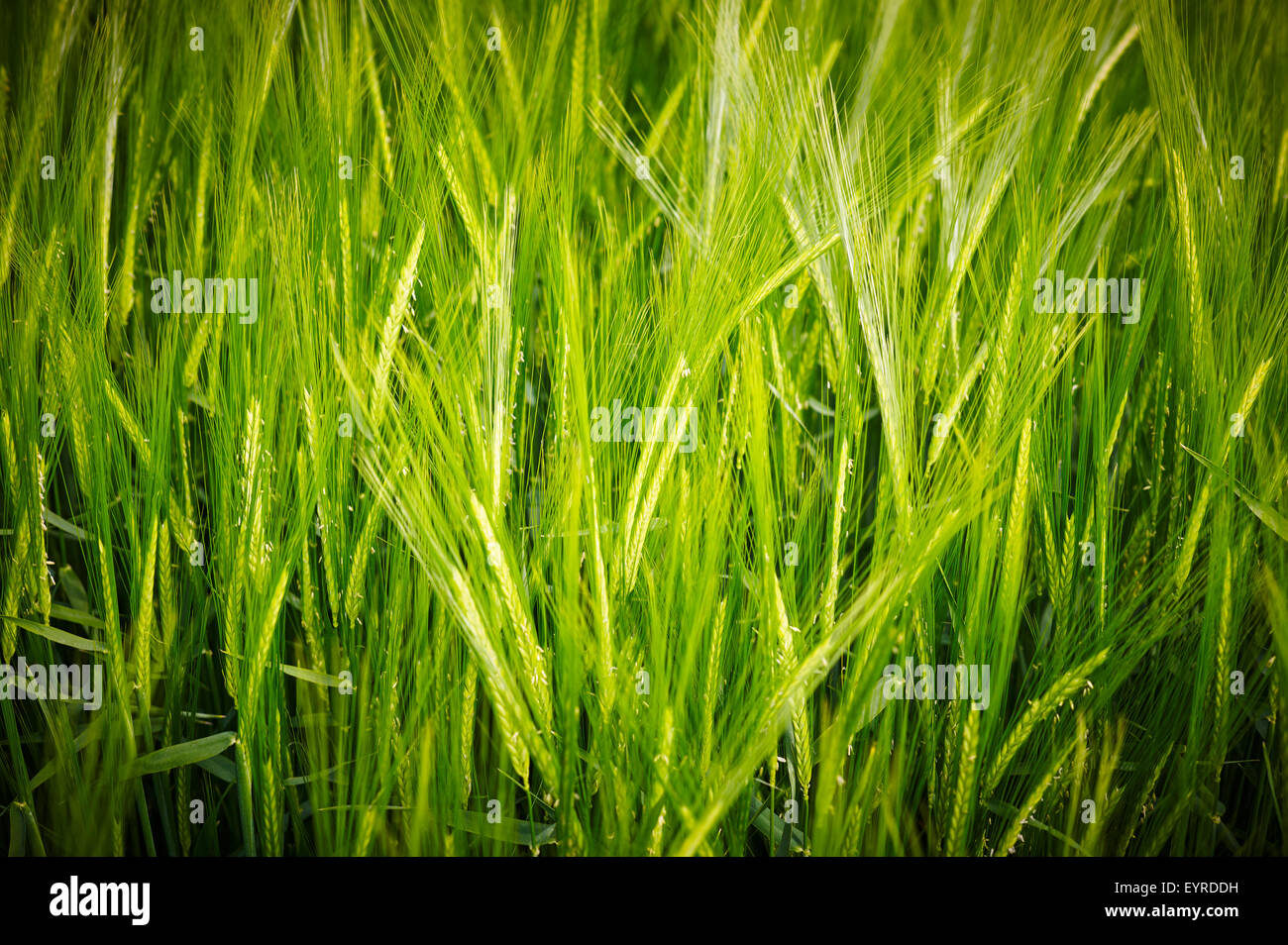Barley growing in a field Stock Photo Alamy