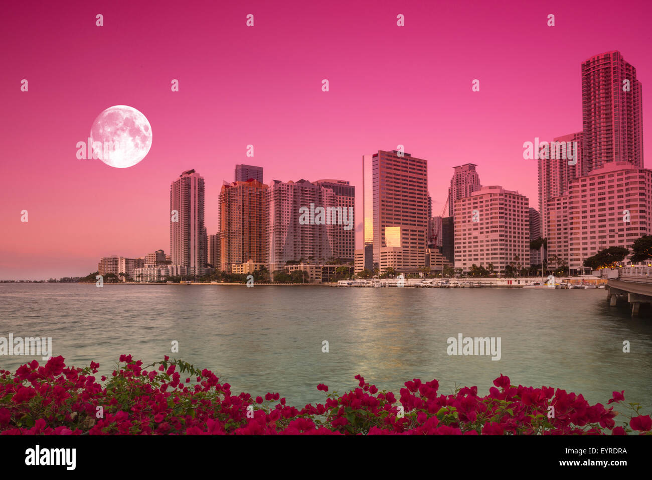 PINK BOUGAINVILLEA BLOSSOMS BRICKELL SKYLINE DOWNTOWN MIAMI FLORIDA USA
