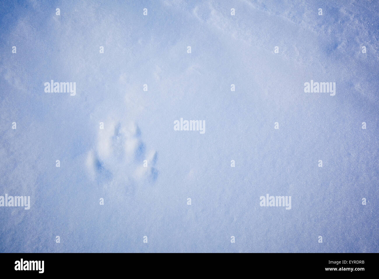 Arctic Fox (Vulpes lagopus) footprints in snow. Dovrefjell