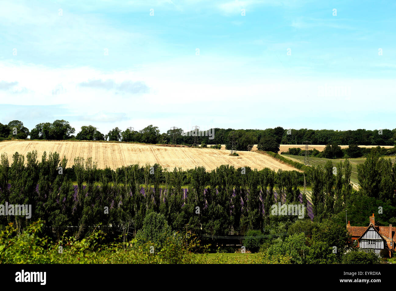 Lavender castle farm shoreham kent hires stock photography and images