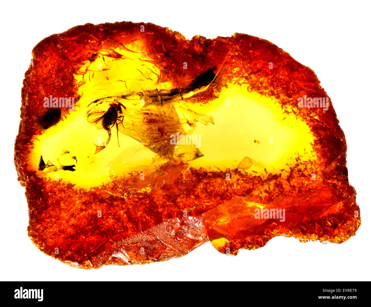 Prehistoric fly (c40-50m years old) preserved in Baltic amber from Kalingrad region, Russia. Insect 3-4mm long Stock Photo