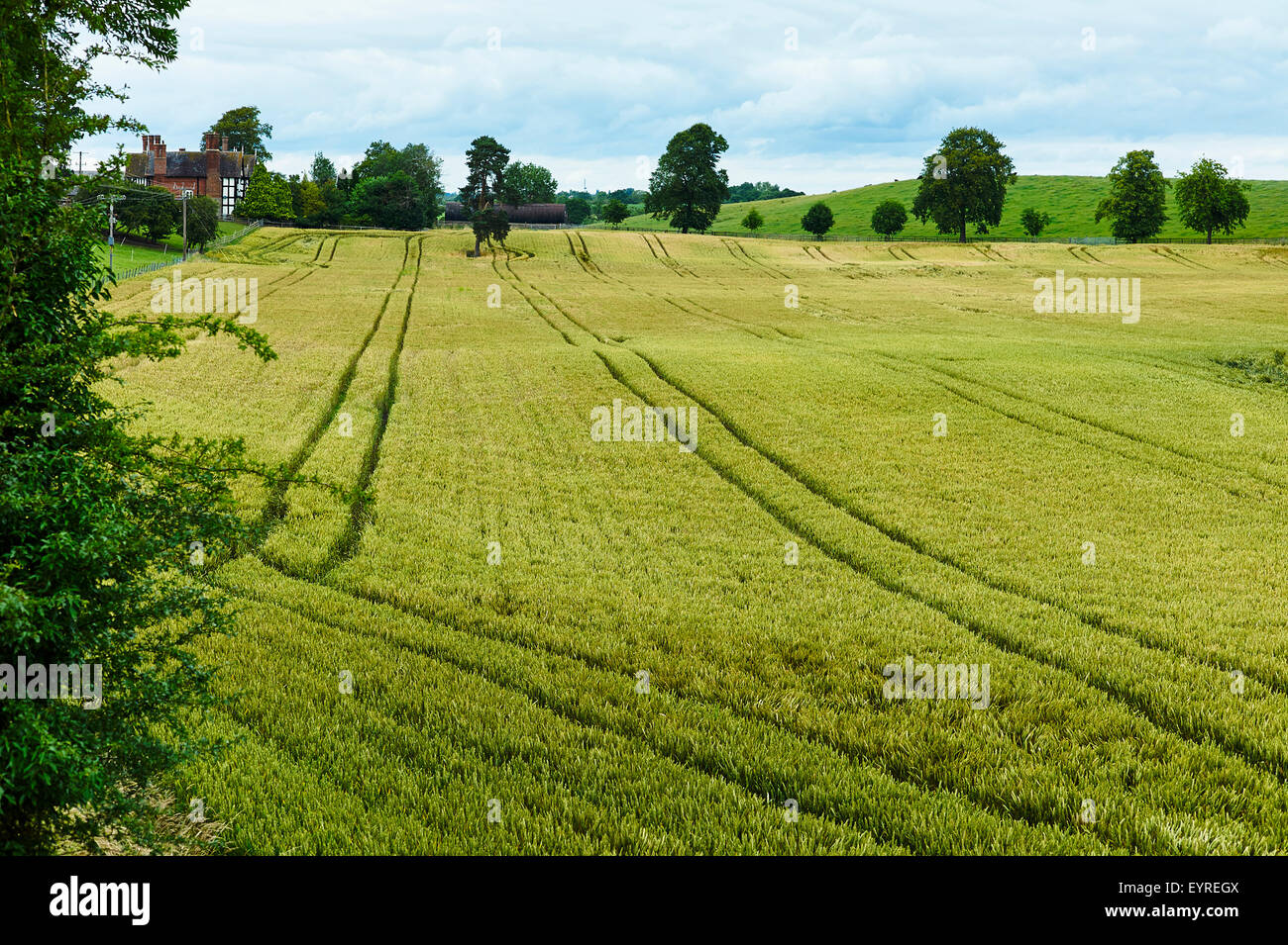 Field of ripening wheat in a field near Audlem, Cheshire Stock Photo