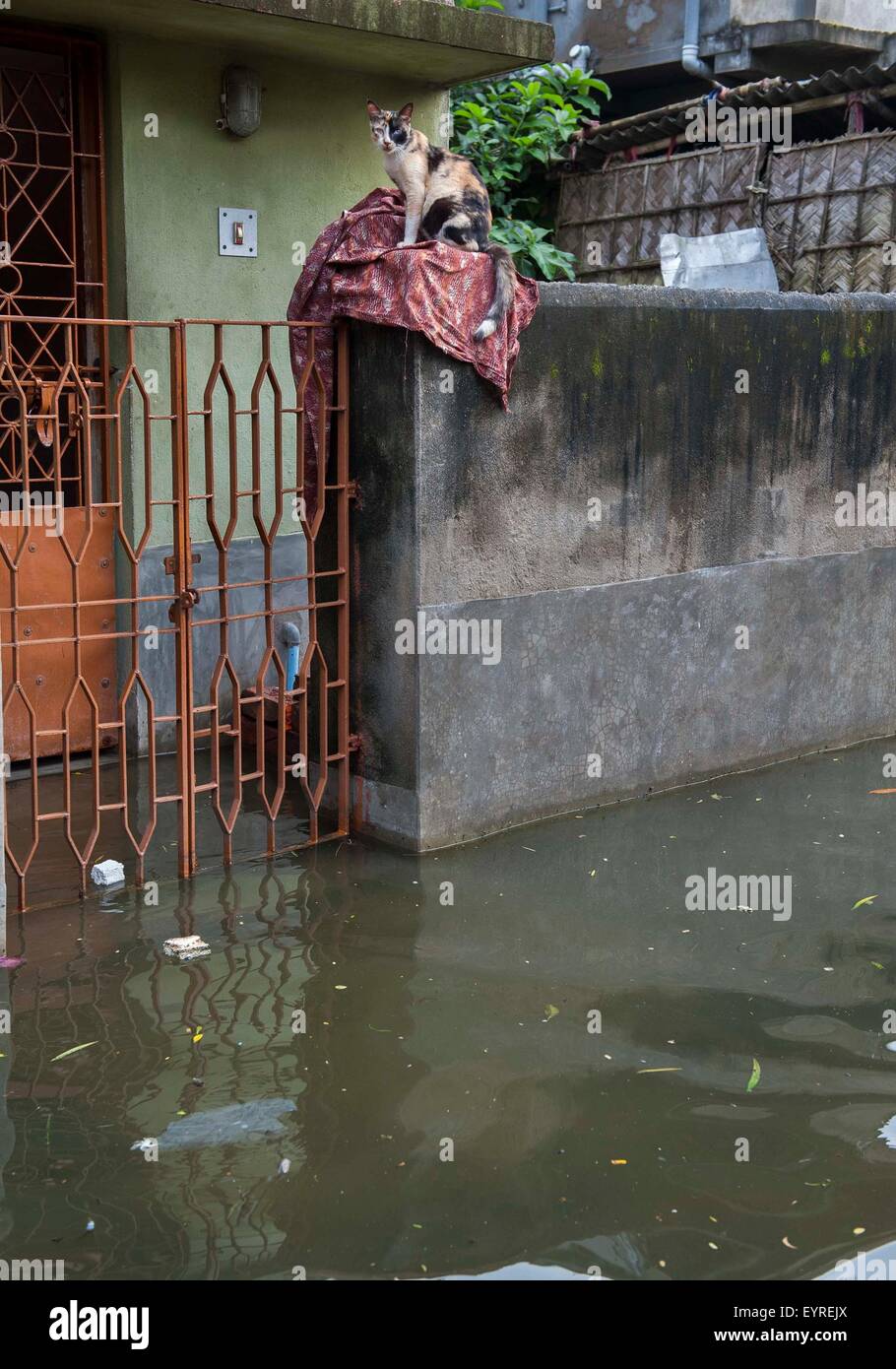 Kolkata, Indian state West Bengal. 3rd Aug, 2015. A cat takes shelter