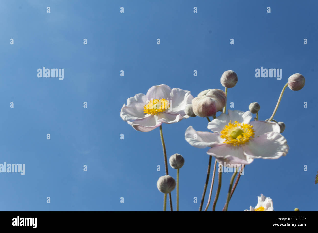 white flowers, blue sky - anemones isolated on sky Stock Photo