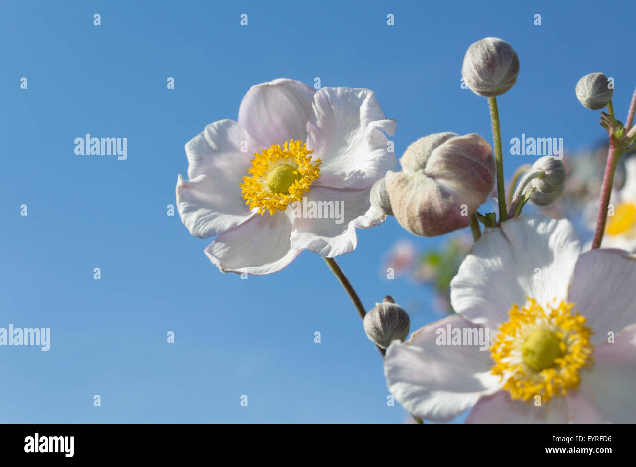 white flowers, blue sky - anemones isolated on sky Stock Photo
