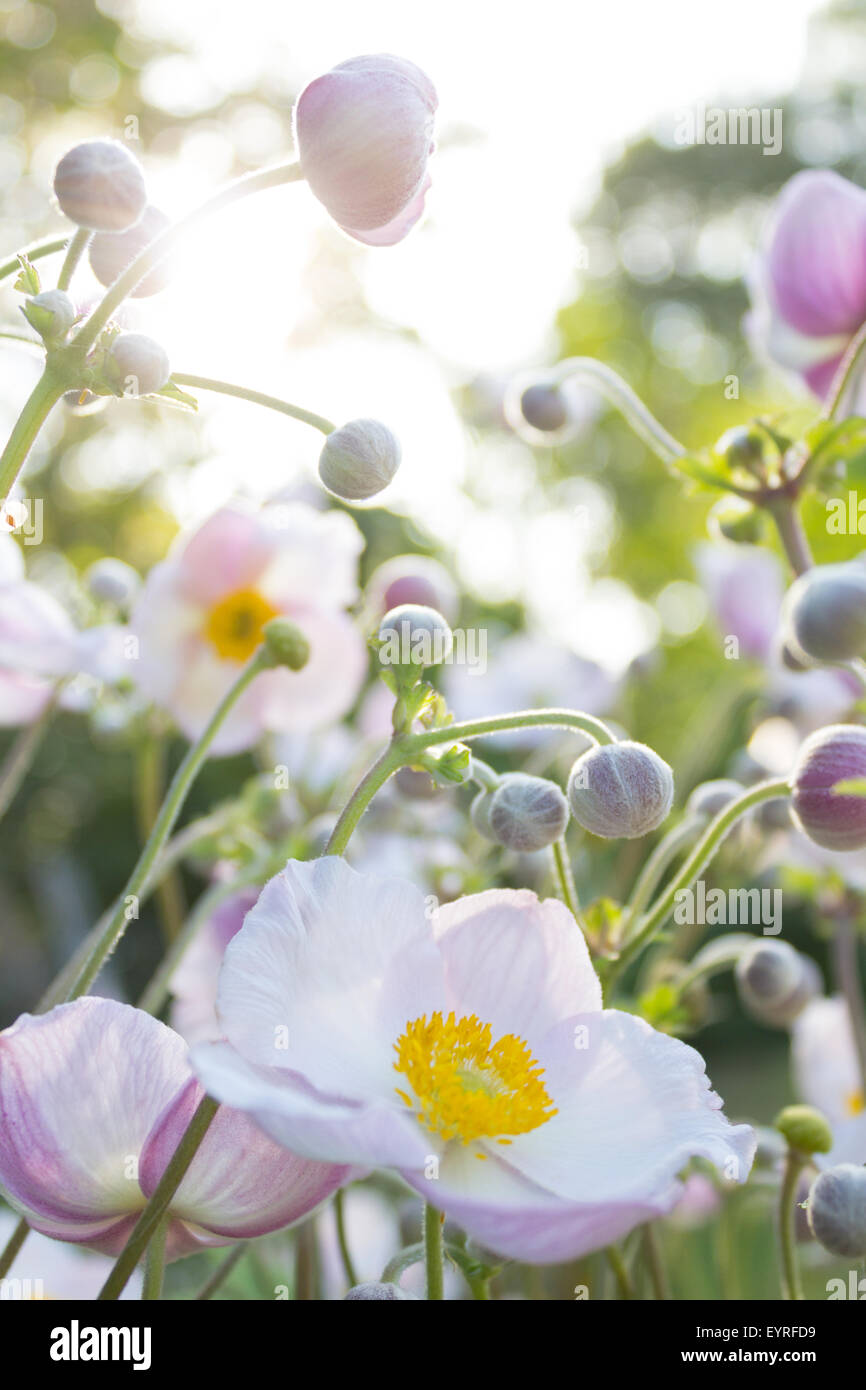 white flowers in sunlight - anemone flower in summer Stock Photo