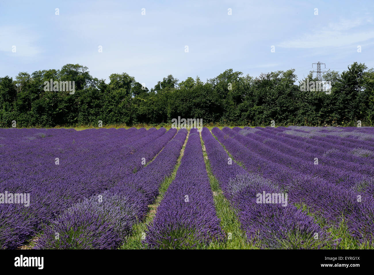 Lavender fields at Castle farm near Sevenoaks in Kent UK Stock Photo