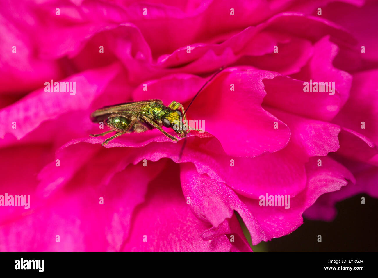 False Oil Beetle (Oedemera nobilis) male walking across a carnation flower Stock Photo
