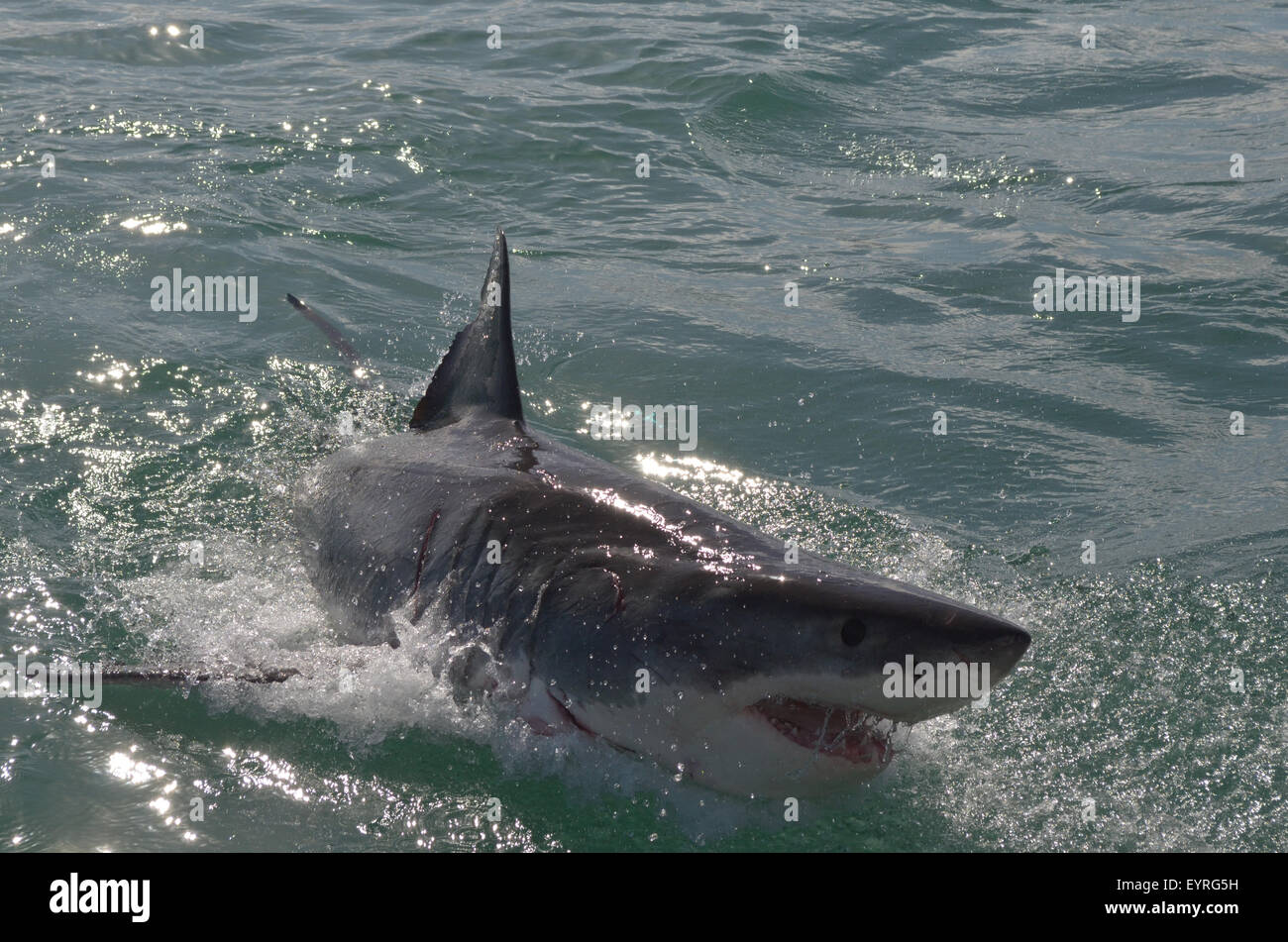 The Great White Shark Stock Photo