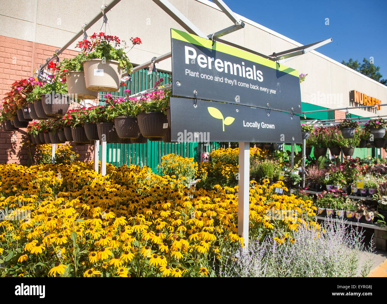 Perennials for sale at a nursery Stock Photo