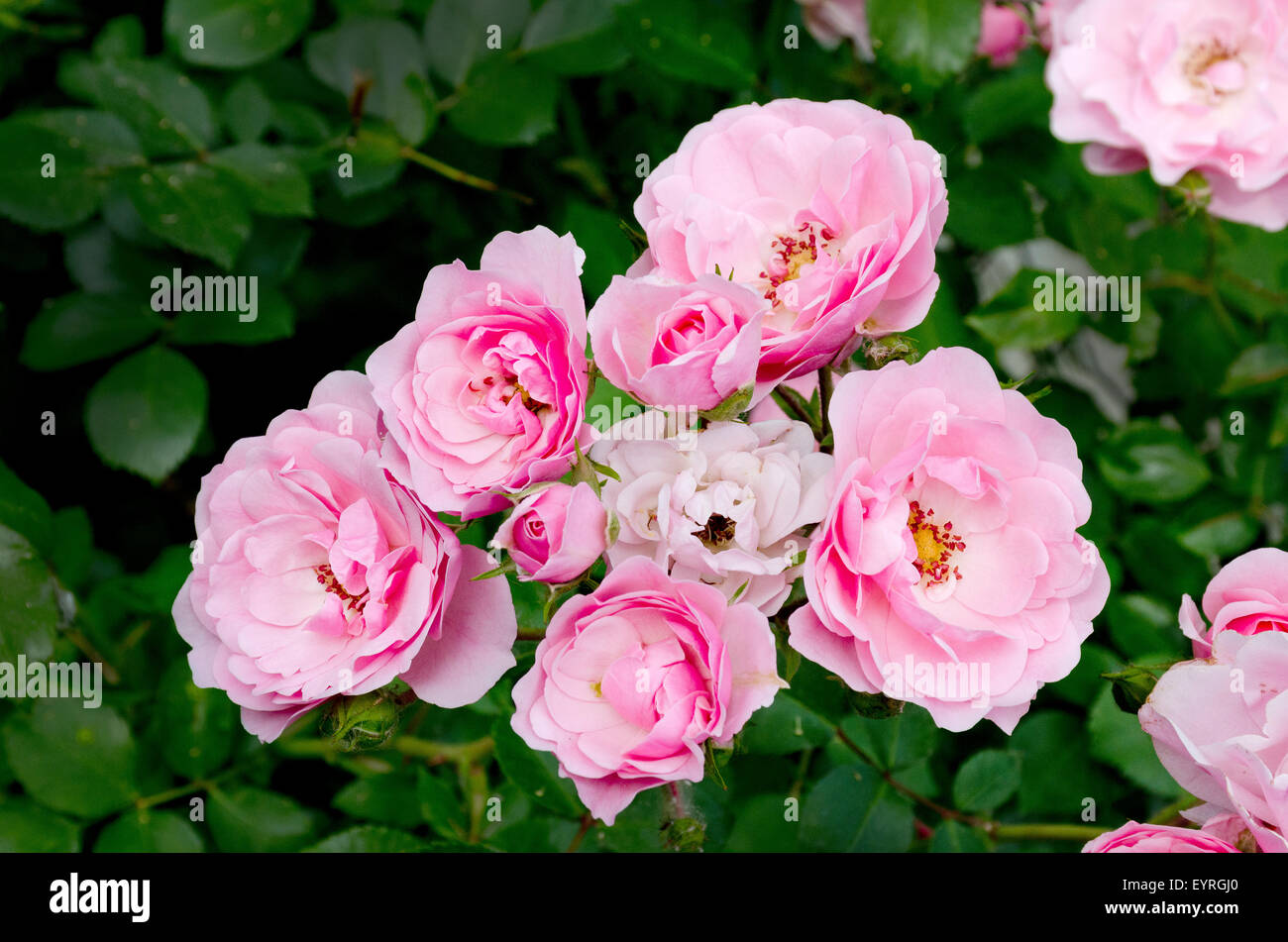 Bonica rose Stock Photo